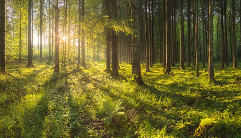 How to Create Dreamy Golden Hour Photos in Lightroom