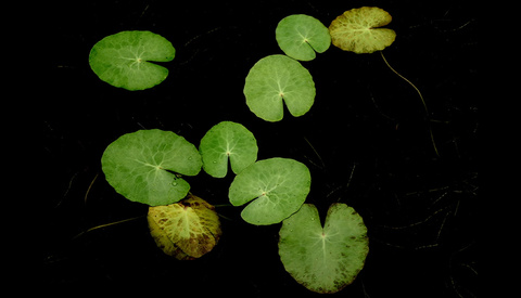 Transforming Imperfections into Art