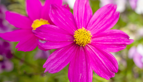 Is the Tamron 50-300mm the Ultimate Travel Telephoto Lens?